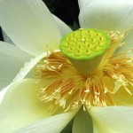 Lotus Flower