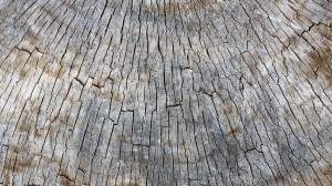 Wood